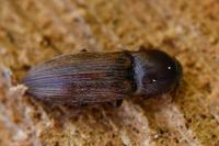 Agriotes lineatus