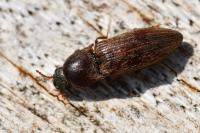 Agriotes lineatus