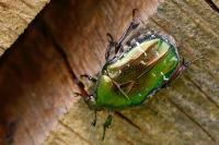 Cetonia aurata