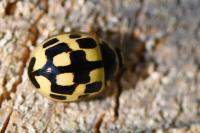 Propylea quatuordecimpunctata