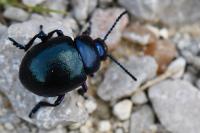 Timarcha goettingensis