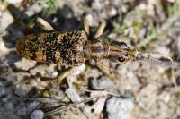 Rhagium sycophanta