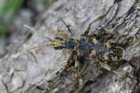 Rhagium sycophanta