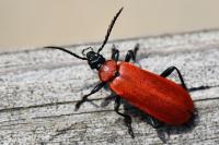Pyrochroa coccinea