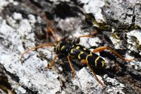 Plagionotus arcuatus
