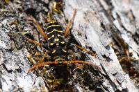 Plagionotus arcuatus