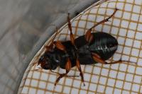 Harpalus latus