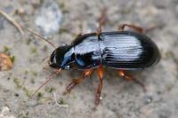 Harpalus latus