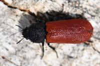 Bostrichus capucinus