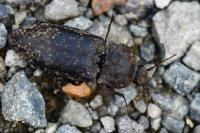 Agrypnus murinus