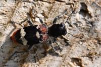 Clerus mutillarius