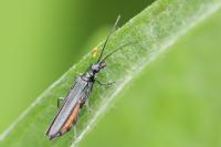 Oedemera