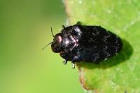 Trachys minutus