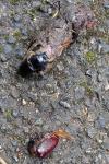 Lucanus cervus