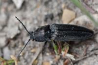 Cidnopus pilosus
