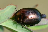 Chrysolina hyperici