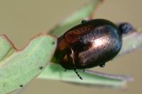 Chrysolina hyperici