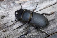 Dorcus parallelipipedus