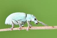 Polydrusus planifrons
