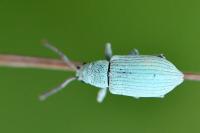 Polydrusus planifrons