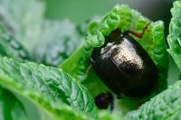Chrysolina bankii