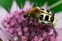 Trichius gallicus