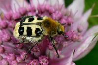 Trichius gallicus