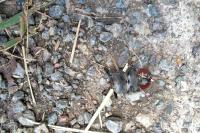 Lucanus cervus