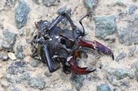 Lucanus cervus