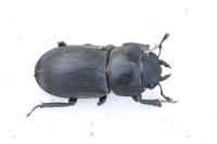 Dorcus parallelipipedus