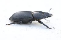 Dorcus parallelipipedus