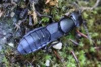 Ocypus aethiops