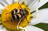 Trichius fasciatus