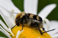 Trichius fasciatus