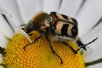 Trichius fasciatus