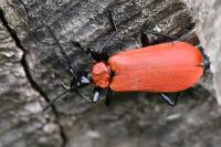 Pyrochroa serraticornis