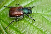 Phyllopertha horticola