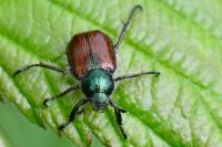 Phyllopertha horticola