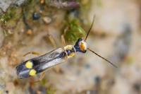 Malthinus seriepunctatus