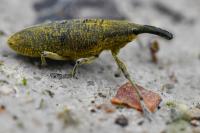 Lixus pulverulentus