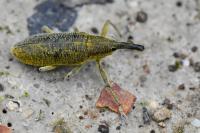 Lixus pulverulentus