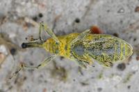 Lixus pulverulentus
