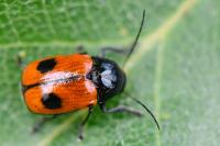 Cryptocephalus bipunctatus