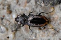 Notiophilus quadripunctatus
