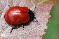 Chrysomela populi
