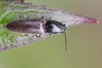 Athous haemorrhoidalis