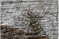 Rhagium sycophanta