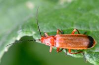 Rhagonycha fulva