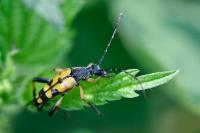 Rutpela maculata