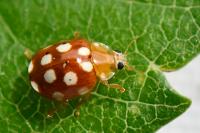 Vibidia duodecimguttata
